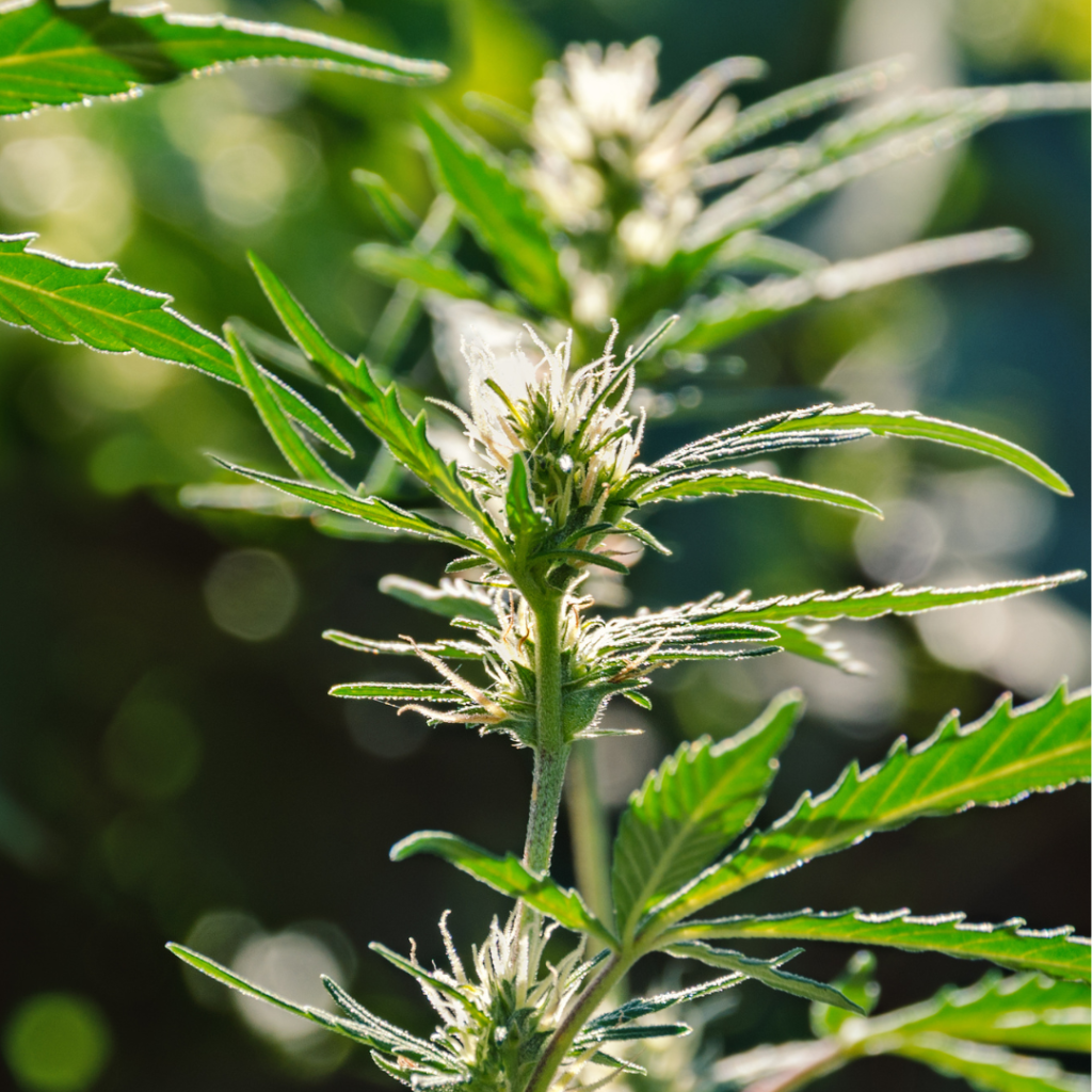 Deutschland feiert den ersten 420 Day nach der Entkriminalisierung von Cannabis